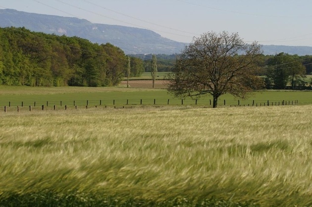 A field for horses